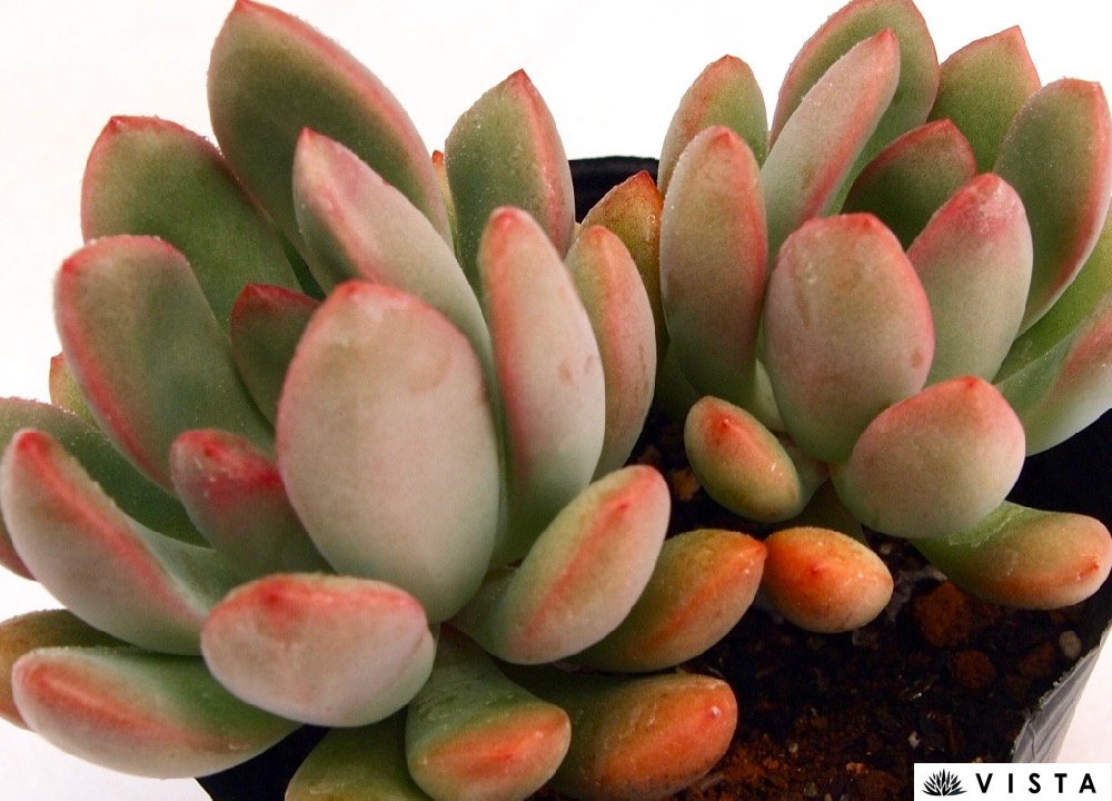 楽天市場】月下美人錦（ゲッカビジンニシキ） パキフィツム属 多肉植物