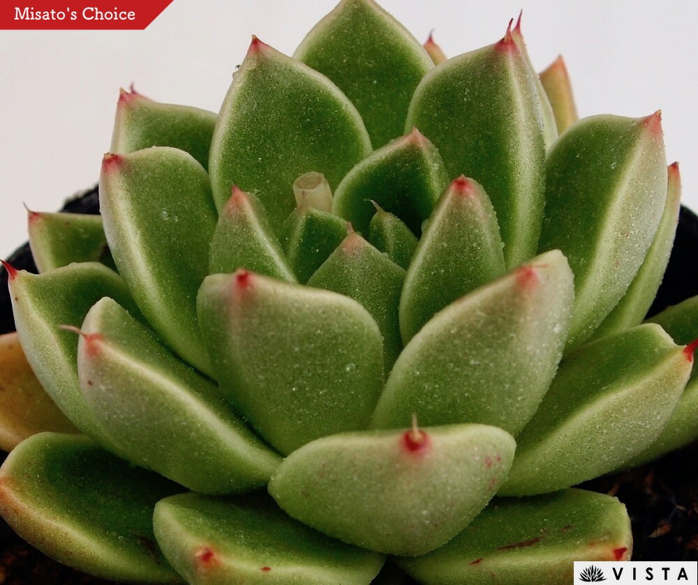 楽天市場】聖夜のバラ（セイヤノバラ）エケベリア属 多肉植物 9cm