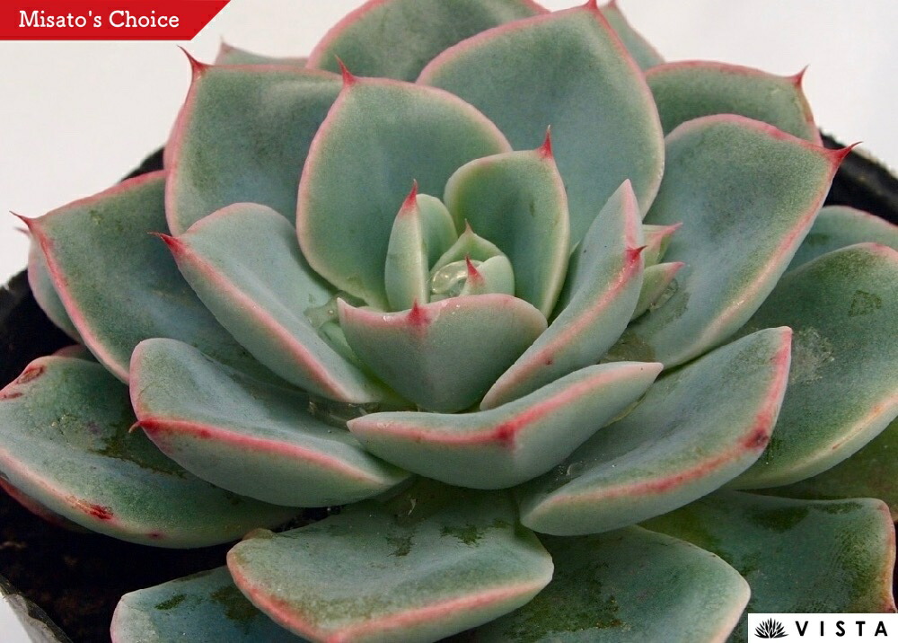 楽天市場】ジョアンダニエル エケベリア属 多肉植物 9cmポット