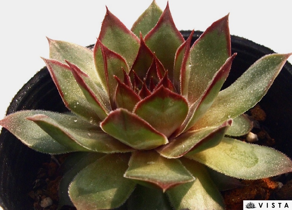 センペルビウム　紅夕月 紅夕月根付き抜き苗多肉植物センペルビウム - メルカリ