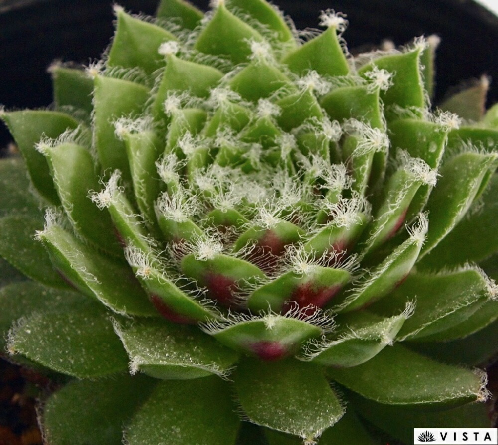 センペルビウム FrostyCorfee フロスティコーヒー 楽天市場