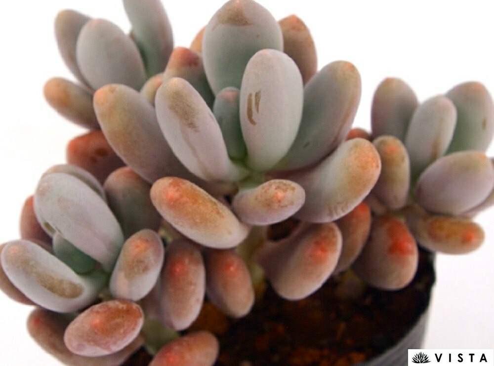 確認用　艶美人錦　多肉植物　パキフィツム 確認用 艶美人錦 多肉植物 パキフィツム Amazon｜A！！多肉植物