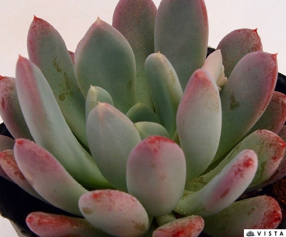 楽天市場】大和美尼（ヤマトビニ）エケベリア属 多肉植物 9cmポット