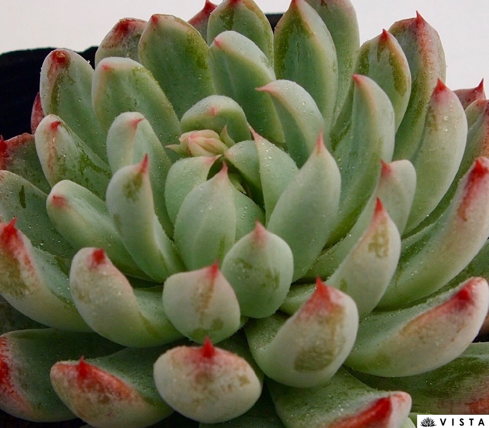 楽天市場】大和美尼（ヤマトビニ）エケベリア属 多肉植物 9cm