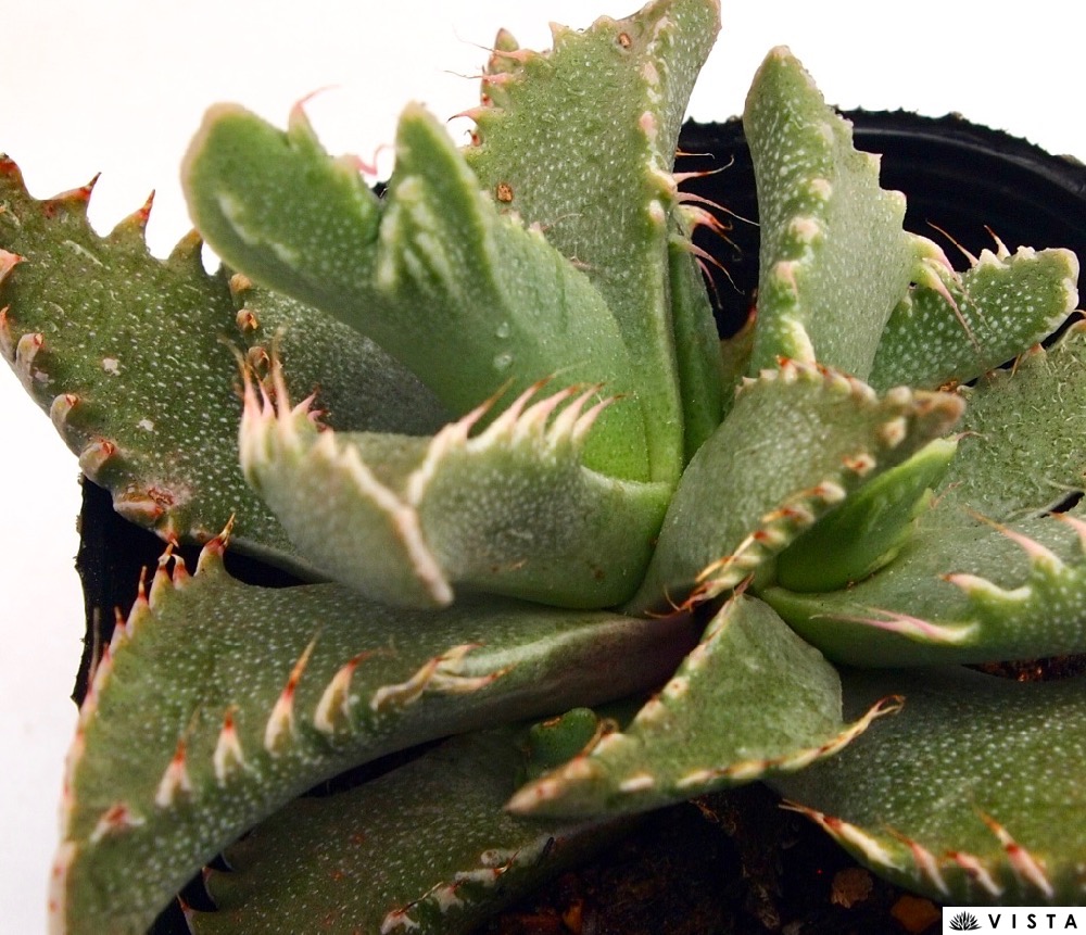 楽天市場】獅子波 フォーカリア faucaria sisinami 多肉植物 多肉永遠