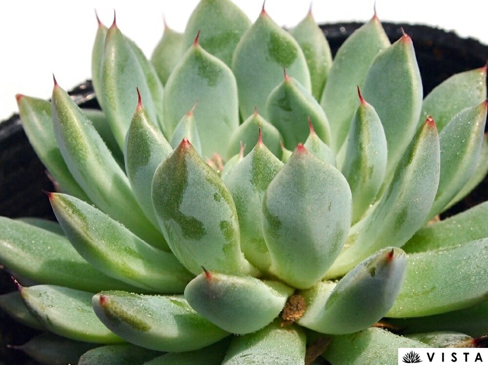 楽天市場】ハムシー エケベリア属 多肉植物 9cmポット観葉植物 雑貨