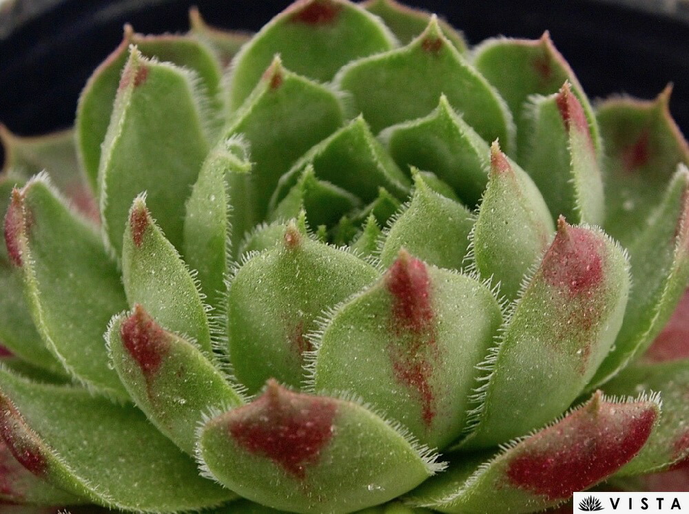 楽天市場】多肉植物 センペルビウム デュークオブウインザー