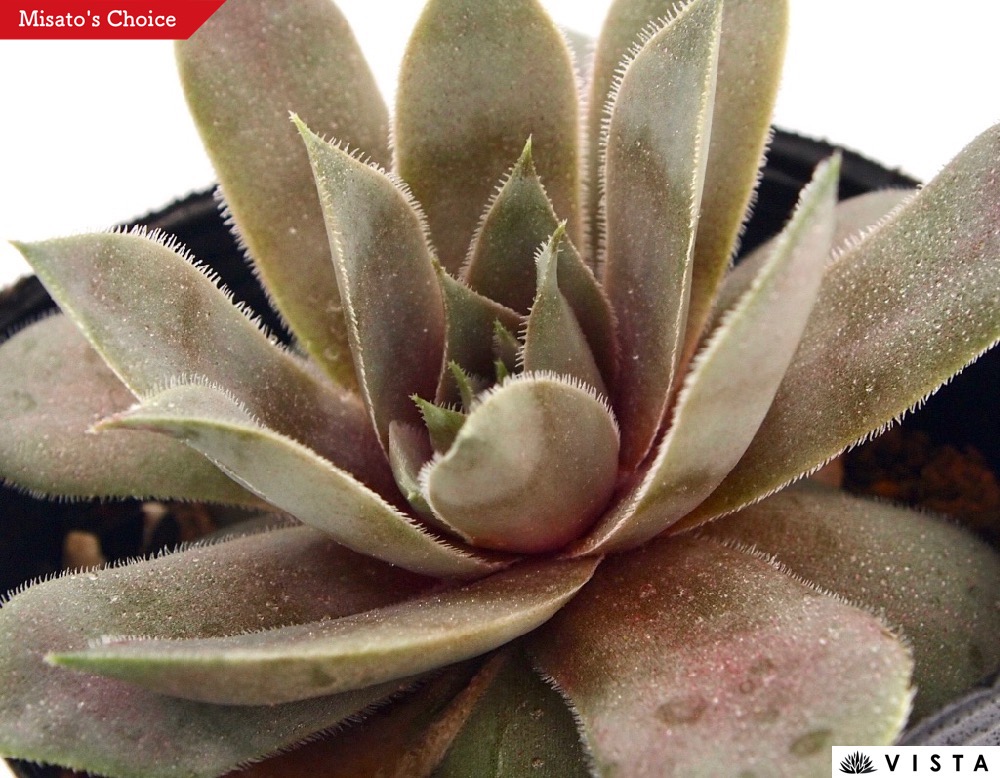 楽天市場】錦翠花（キンスイカ） センペルビウム属 多肉植物 9cmポット