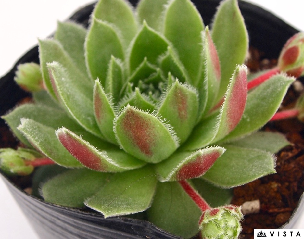 楽天市場】シルバースピッツ センペルビウム属 多肉植物 9cmポット観葉