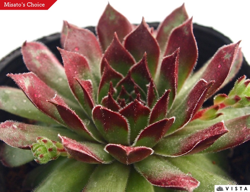 楽天市場】シャーリージョイ センペルビウム属 多肉植物 9cmポット観葉