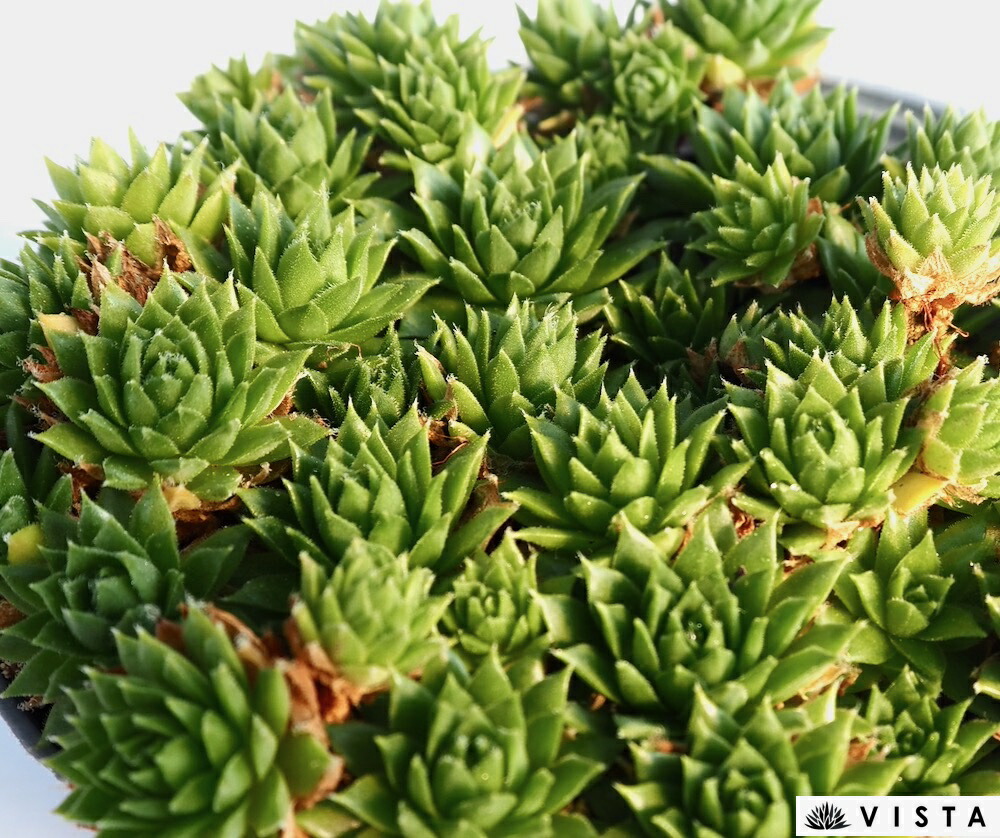 楽天市場】錦翠花（キンスイカ）【デラックス多肉】センペルビウム属