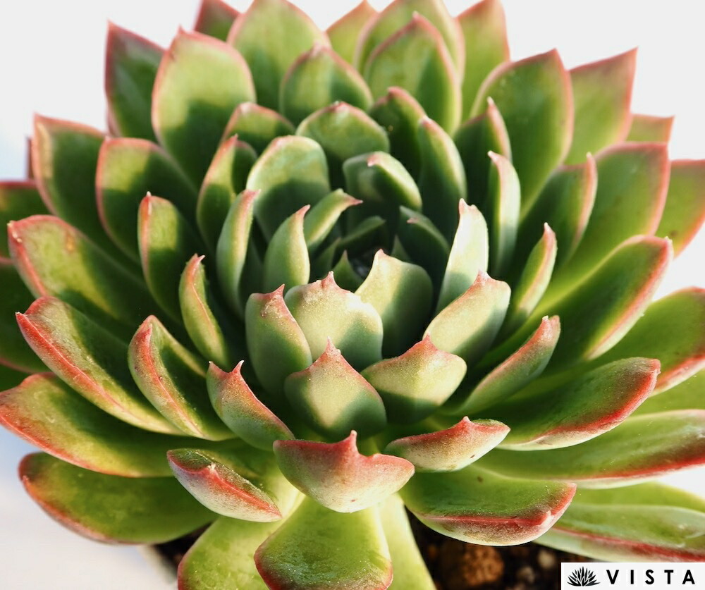 楽天市場】メキシケンシスザラゴーサ 【デラックス多肉】エケベリア属