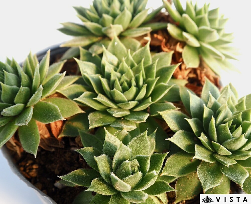 楽天市場】シンデレラ 【デラックス多肉】パキフィツム属 多肉