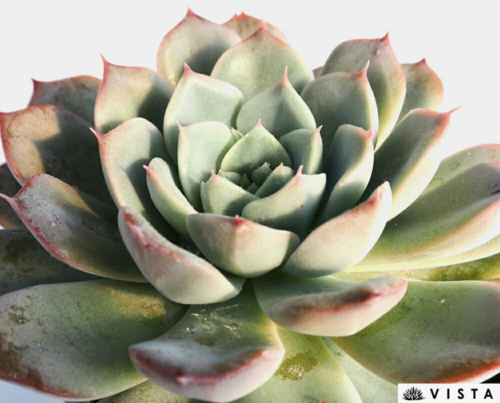 ご確認用　多肉ハムシー ご確認用 多肉ハムシー