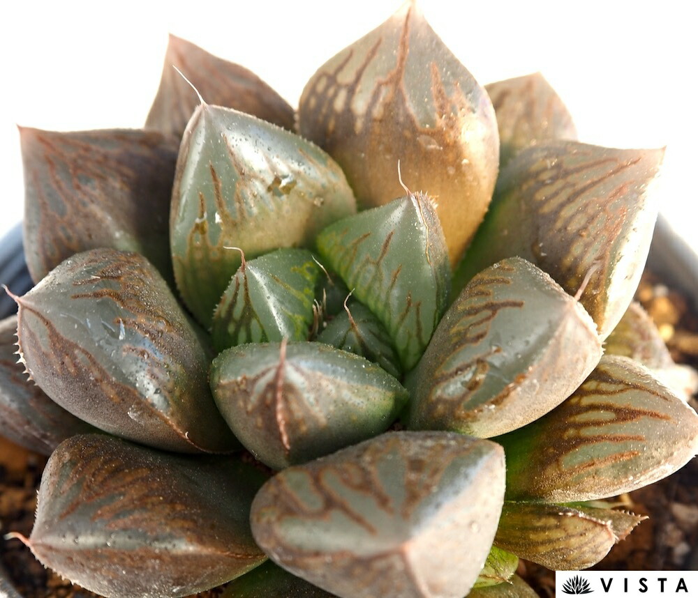 楽天市場】王蟲（オーム）【デラックス多肉】ハオルチア属 【ジュエル