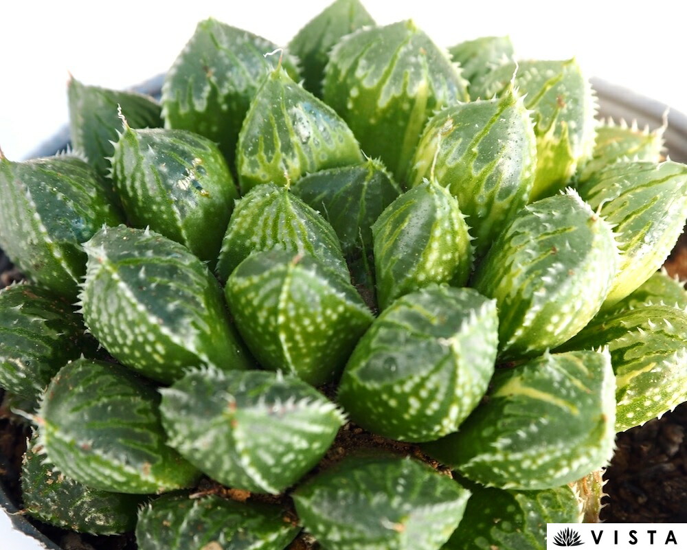 多肉 センペル ブルームーン 楽天市場】ブルームーン センペルビウム属 多肉植物 9cmポット観葉植物