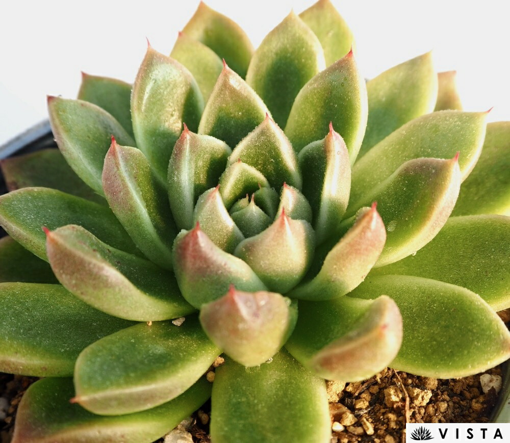 楽天市場】ソンヨウン【デラックス多肉】エケベリア属 多肉植物 10.5cm