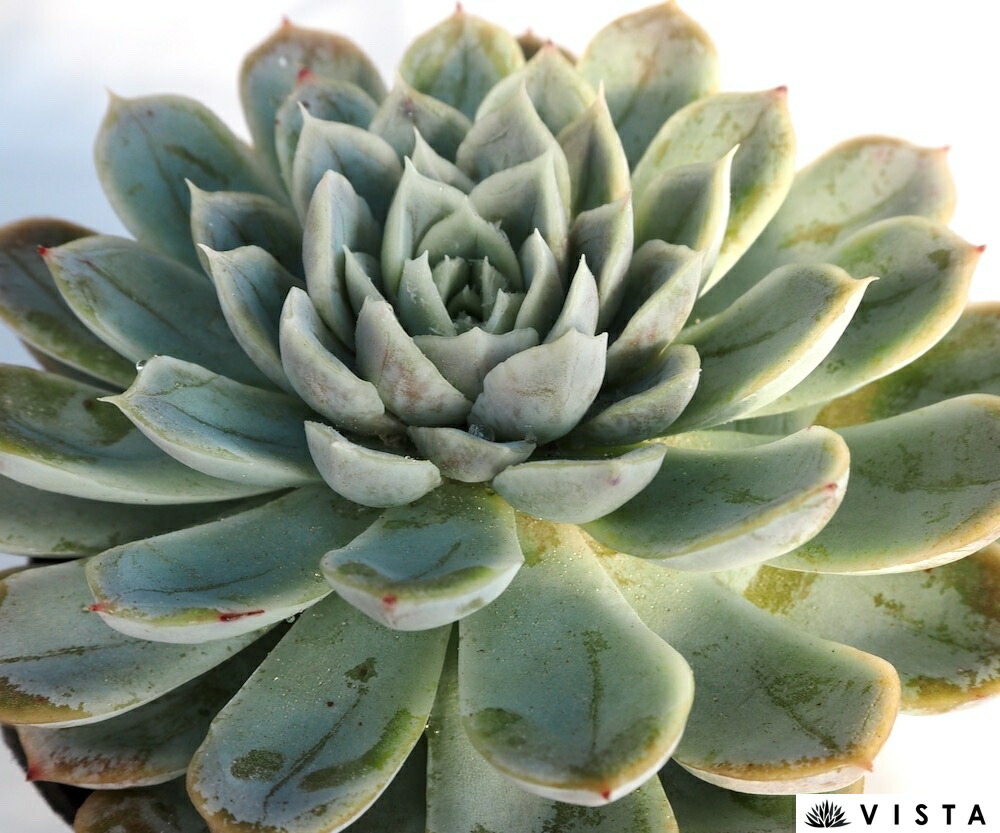 楽天市場】メキシケンシスザラゴーサ 【デラックス多肉】エケベリア属