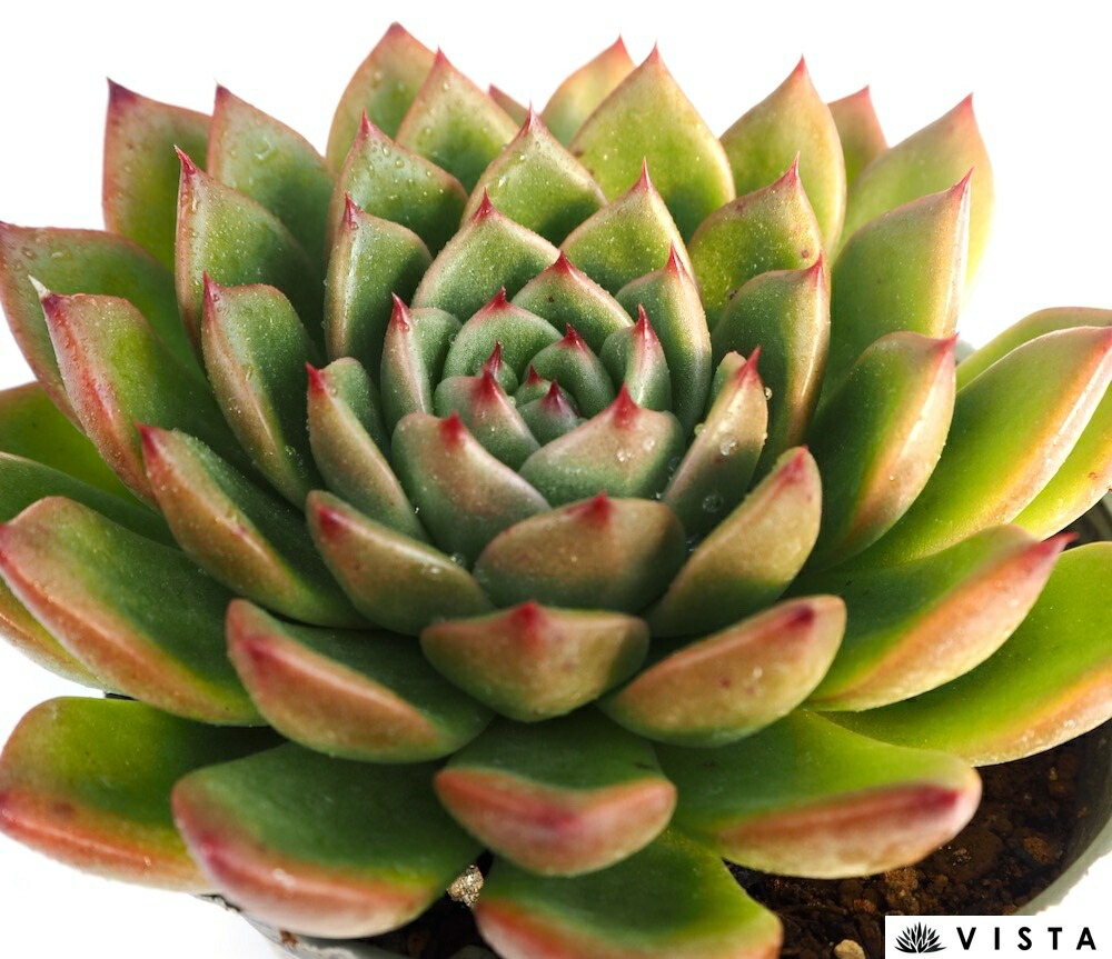 センペルビウム　ミセスジョセフィ 楽天市場】ミセスジョセフィ センペルビウム属 多肉植物 9cmポット観葉