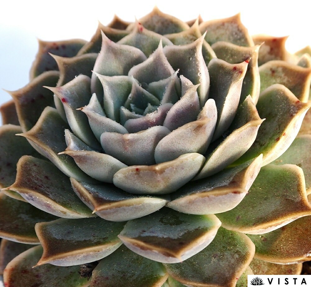 楽天市場】ブルームーン【デラックス多肉】センペルビウム属 多肉植物