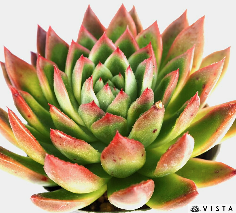 楽天市場】ハムシー【デラックス多肉】エケベリア属 多肉植物 10.5cm