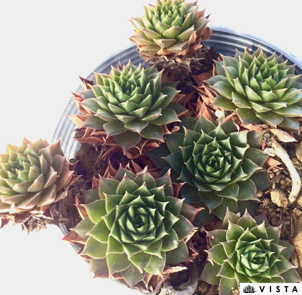 楽天市場】パシフィックナイト【デラックス多肉】センペルビウム属