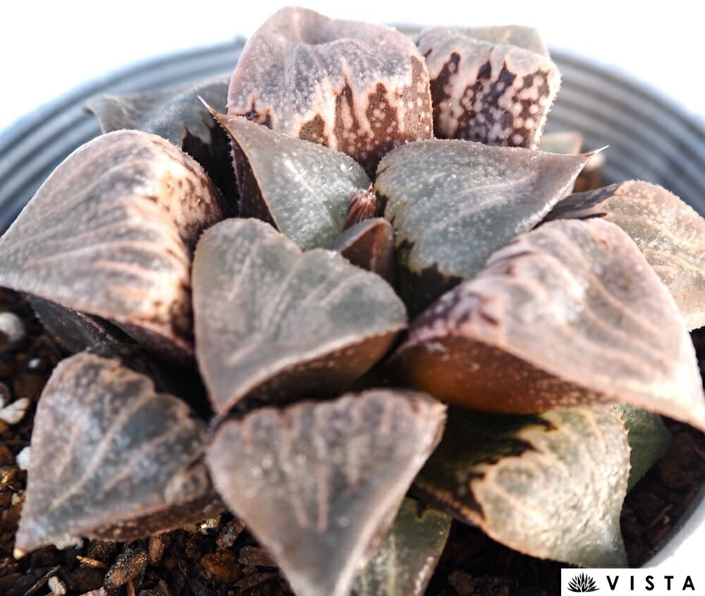 （≧∇≦）多肉植物 ハオルチア バディア×大型アトロフスカ 特大株 大型アトロフスカXバディアジュエルプランツ ハオルチア