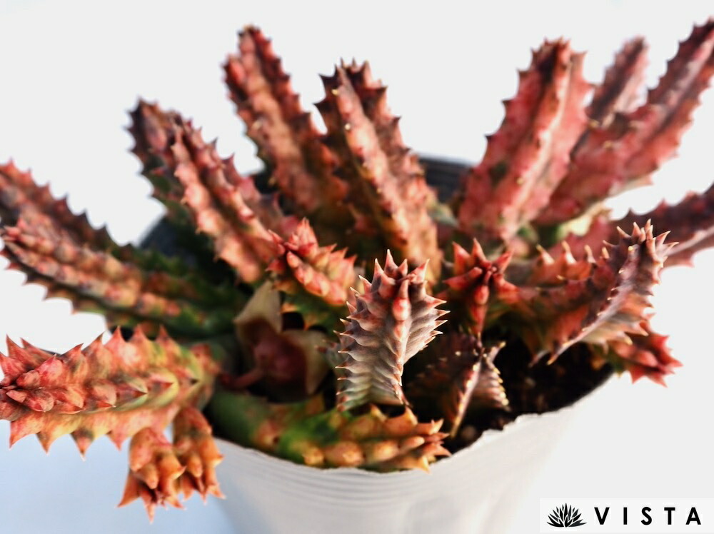 多肉植物パキフィツム　シンデレラ　抜き苗 楽天市場】シンデレラ【デラックス多肉】パキフィツム属 多肉植物 10.5