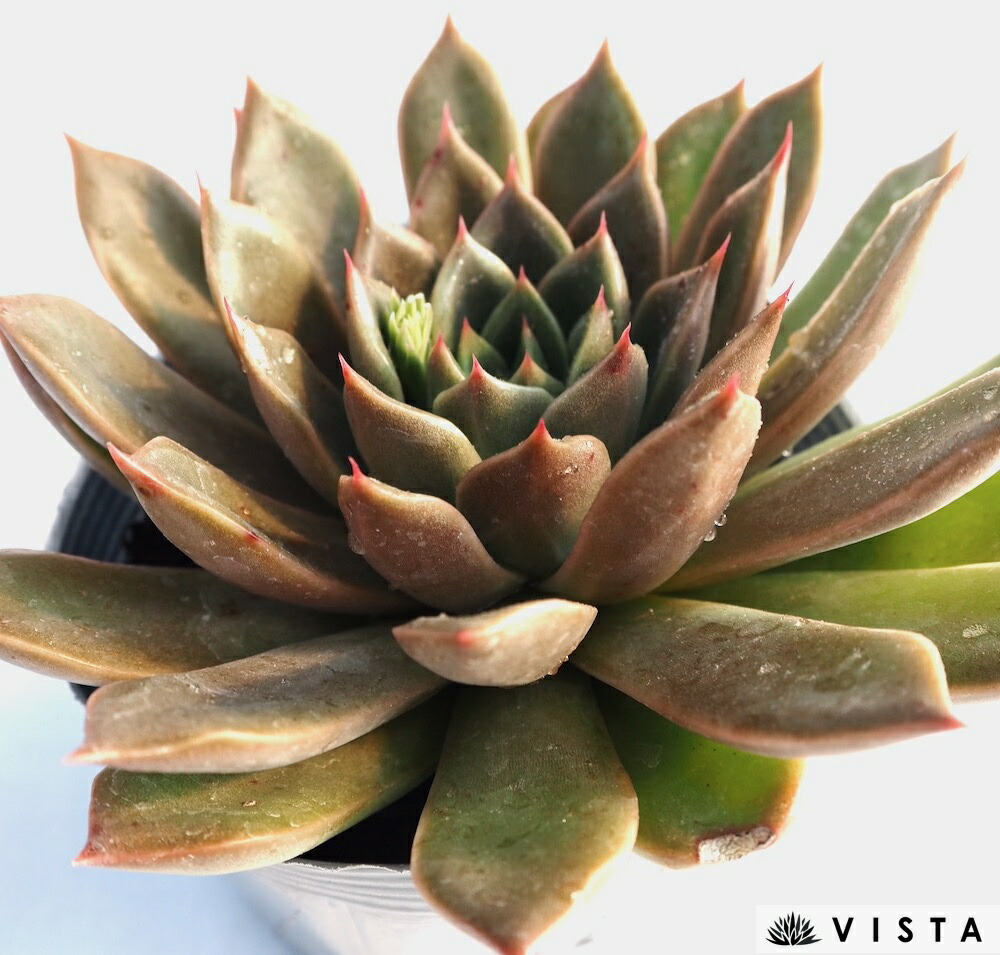 楽天市場】シンデレラ【デラックス多肉】パキフィツム属 多肉植物 10.5