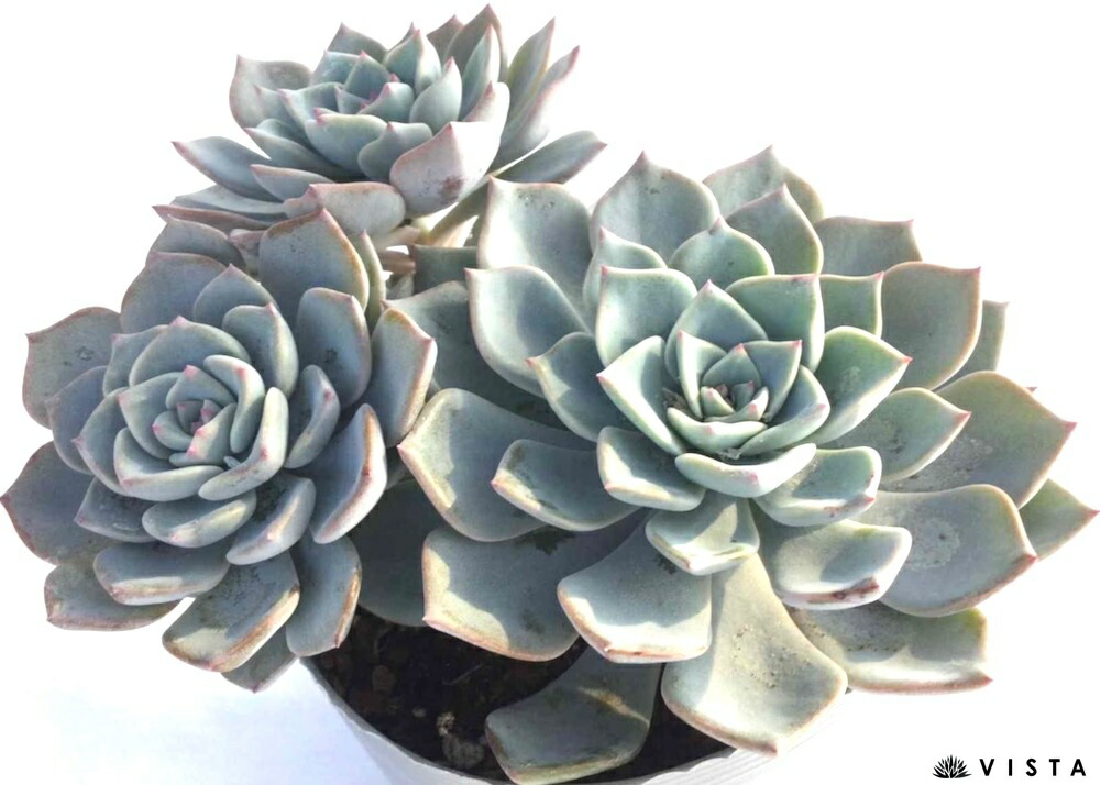 楽天市場】シンデレラ【デラックス多肉】パキフィツム属 多肉植物 10.5