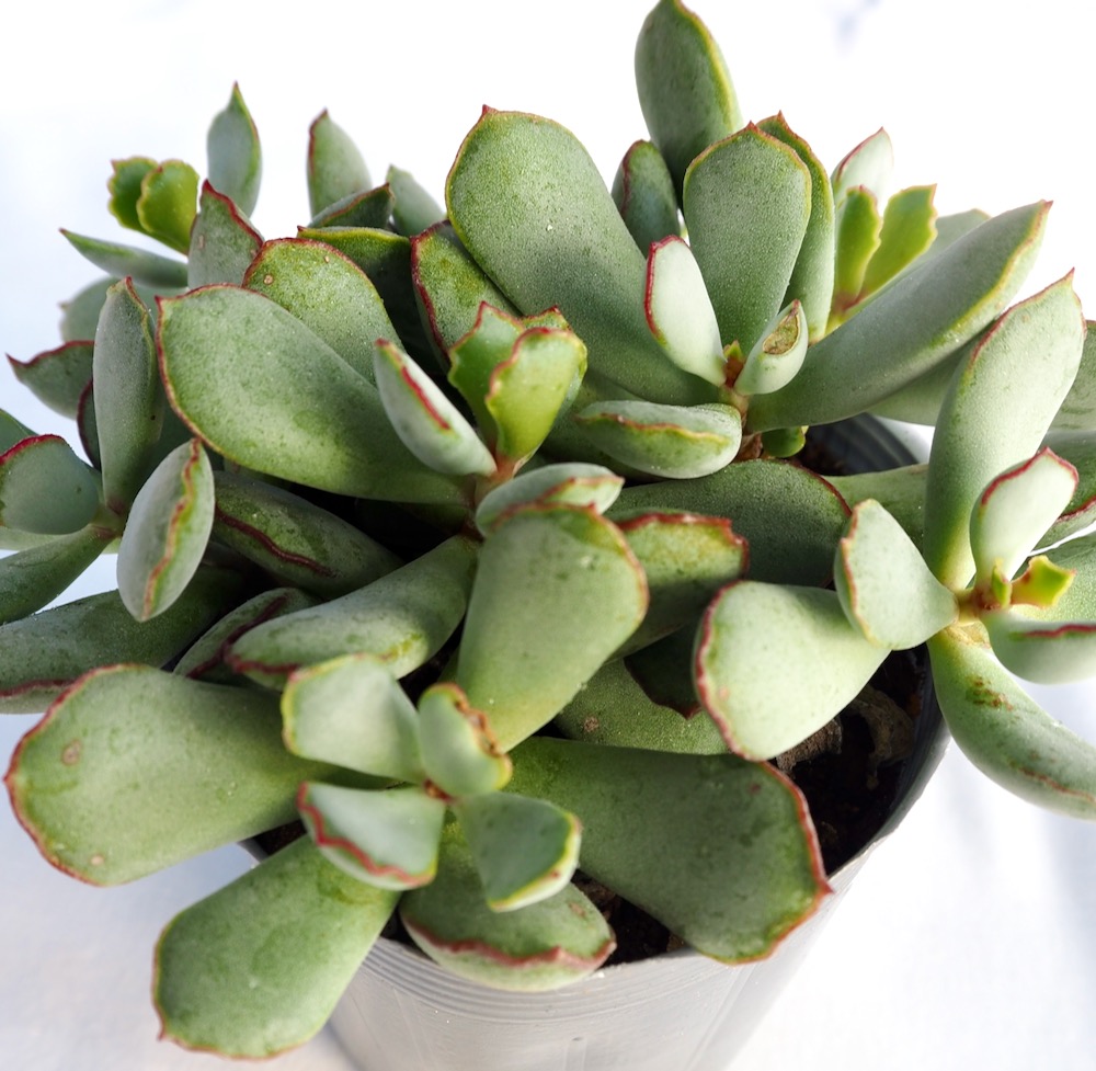 楽天市場】折鶴（オリヅル）【デラックス多肉】 コチレドン属 多肉植物