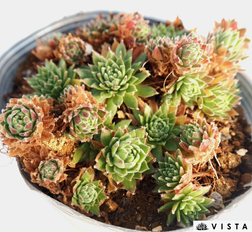 楽天市場】折鶴（オリヅル）【デラックス多肉】 コチレドン属 多肉植物