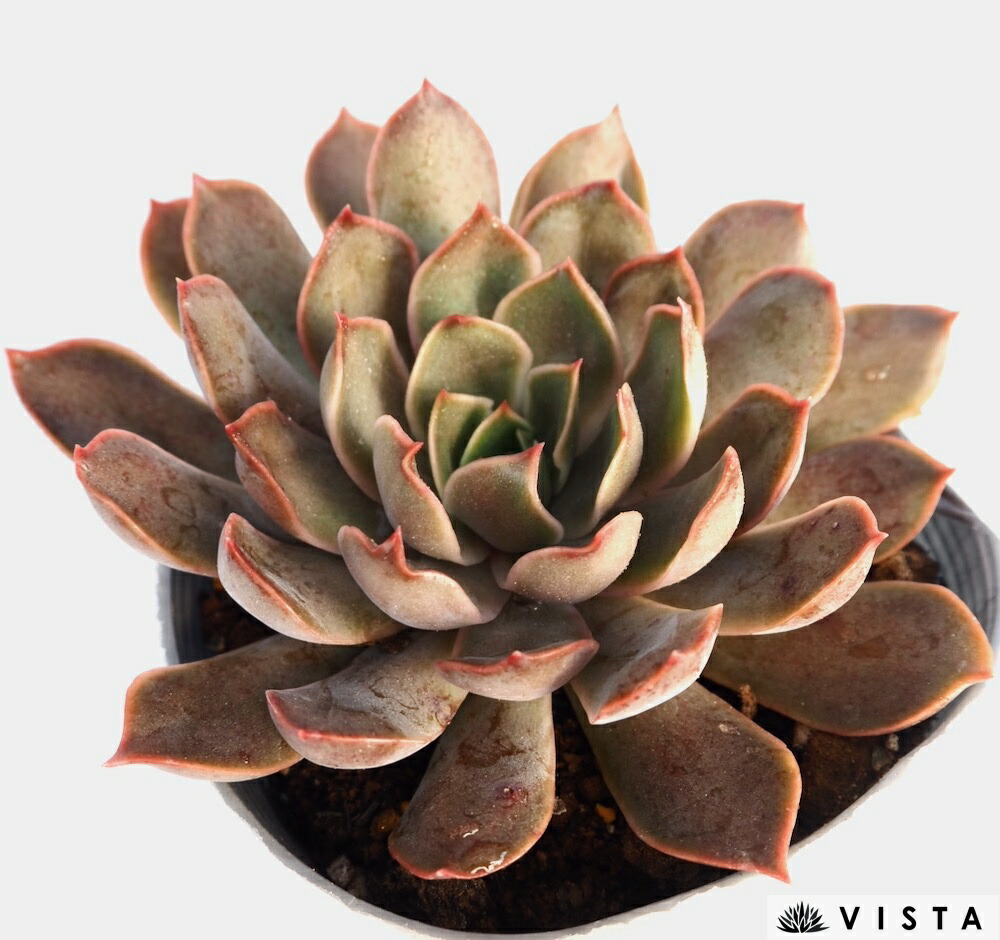 楽天市場】シンデレラ【デラックス多肉】パキフィツム属 多肉植物 10.5