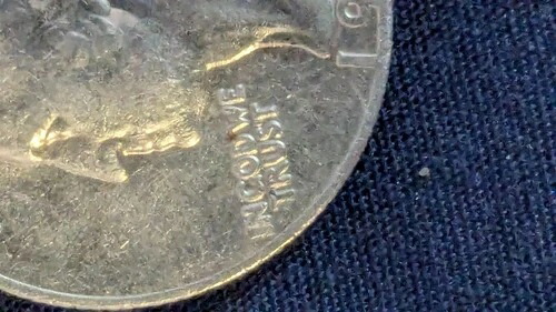 1981年25セント硬貨「In Cod We Trust」