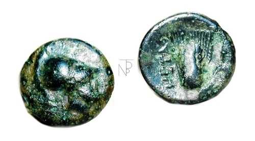 ギリシャ ルカニア (メタポント) ブロンズ Leucippus - 小麦の穂 -
