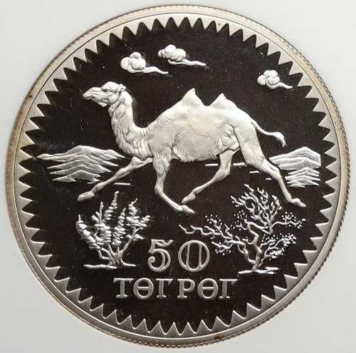 1976年 モンゴル 保護アルファリ羊 プルーフシルバー 50トグロッグコイン NGC i106537|WORLD RESOURCE【QUEEN店】