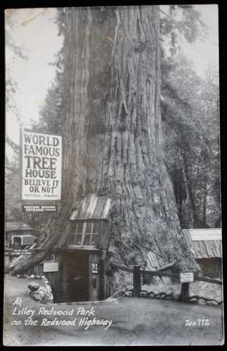 Vtg RPPC -LILLEY REDWOOD PARK 世界的に有名なツリーハウス Redwood Park Highway Ca.|WORLD RESOURCE【QUEEN店】