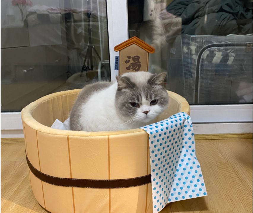 Sale 58 Off 猫ベッド ネコベッド ねこベッド キャットベット キャットベッド 温泉風猫ベッド サイズ Fucoa Cl