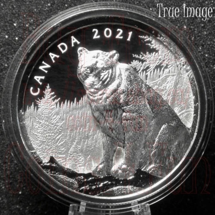 2021年 - 多層クーガー - 50ドル純銀プルーフコイン - カナダ