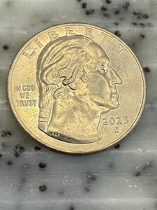 2023-D JOVITA IDAR アメリカンウィメンズ 未流通クォーター 代金引換で信頼エラー
