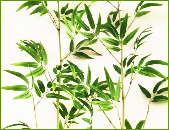 楽天市場 2m スタンド付 七夕 特大 笹 バンブー グリーン 人工植物 教育 知育 おもちゃ 玩具 頭の体操 幼稚園 小学校 トイ ギフト 出産祝 卒園祝 卒業祝 キッズ 4000円以上送料0円 5000円以上送料無料 ワールドショップコレクション 楽天市場 2m スタンド付 七夕 特大 笹 バンブー グリーン 人工植物 教育 知育 おもちゃ 玩具 頭の体操 幼稚園 小学校 トイ ギフト 出産祝 卒園祝 卒業祝 キッズ 4000円以上送料0円 5000円以上送料無料 ワールドショップコレクション