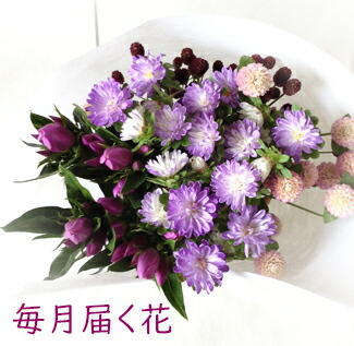 季節の花束 花便り アスターと季節の花 和風花 命日 法事 花定期便 毎月届く花お試し版 送料無料 生花 画像サービス 和の花 Korkmazmauritius Com