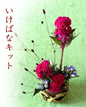 楽天市場 いけばなキット 生け花セット 10月の生け花の花材はケイトウ 鶏頭 ワレモコウ 生け花はじめてセット 高齢者 年配のレクリエーション 認知症予防とリハビリ いけ花初心者華道セット いけばなセットお試し版 送料無料 和の花 和の花