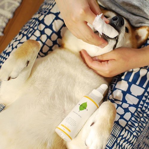 市場 Wafona オーラルケアスプレー 犬 100ml 歯磨き ペット用 猫用 デンタルケア グッズ 犬用 2本セット 猫兼用