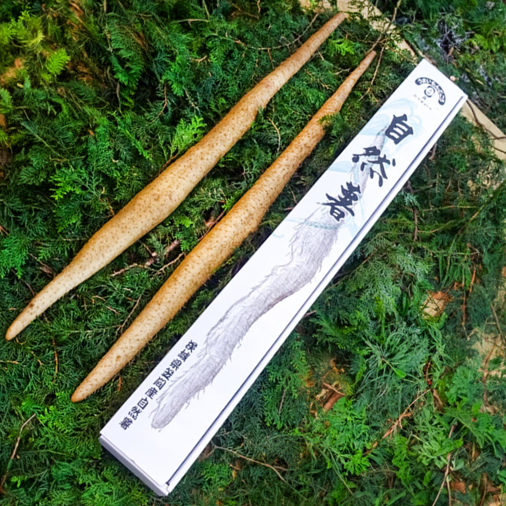 【パンダ対象】自然薯 茨城県 笠間市 約800g 【送料無料】 / 自然薯 極上とろろ レジスタントスターチ 長芋 長いも 長イモ やまのいも 健康食 じねんじょ むかご お取り寄せ 通販 お土産 お祝い プレゼント ギフト 父の日 おすすめ /