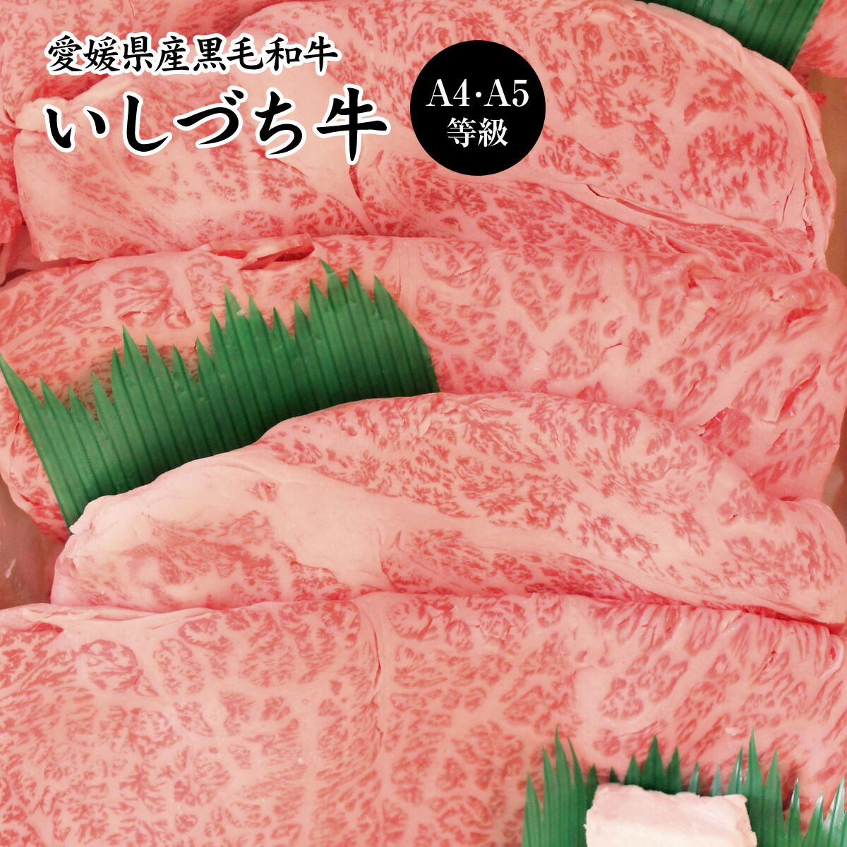 【店内P5倍】愛媛県産いしづち牛 厳選！ 雌 黒毛和牛 肩ロース すき焼きセット 約550g A4-A5等級 【送料無料】 / 黒毛和牛 ブランド牛 和牛 国産 お取り寄せ 通販 お土産 お祝い プレゼント ギフト おすすめ /