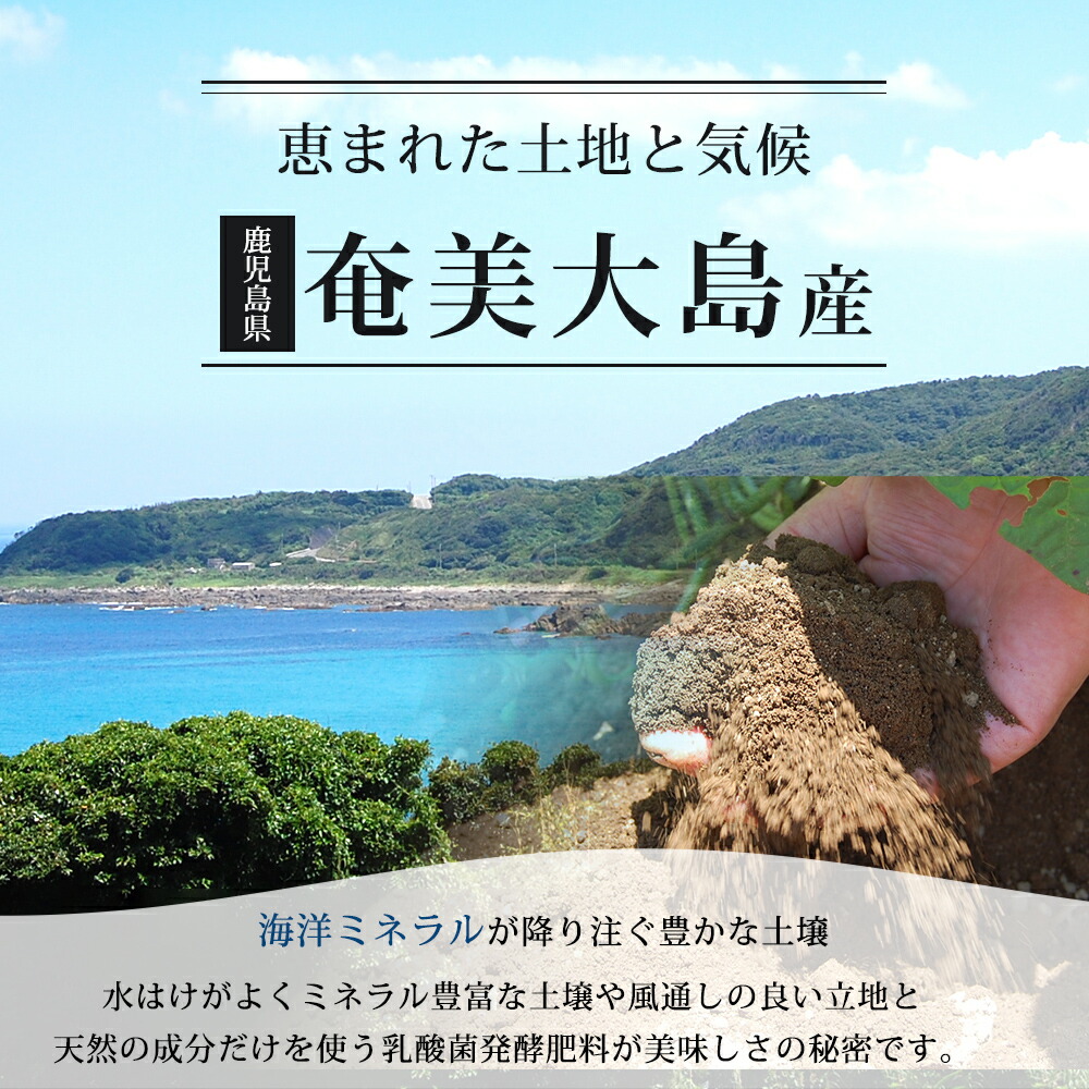 作り手直送 訳あり 6月中旬いやが上にも出軍 熱りフルーツ 逃げ道 奄美大島作 2kg 糖度no1 Mm耕園 ご居宅役割 お取り寄せ Cannes Encheres Com