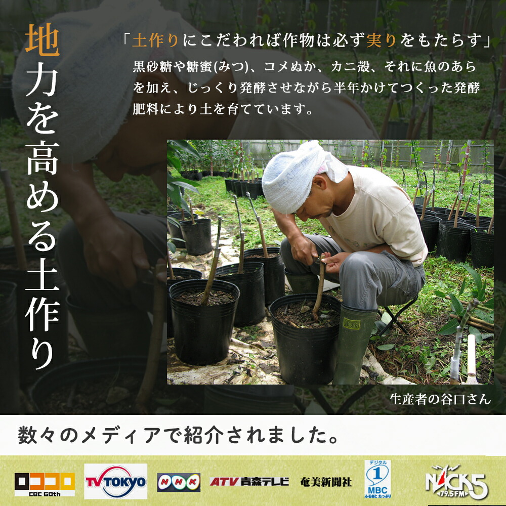 作り手直送 訳あり 6月中旬いやが上にも出軍 熱りフルーツ 逃げ道 奄美大島作 2kg 糖度no1 Mm耕園 ご居宅役割 お取り寄せ Cannes Encheres Com