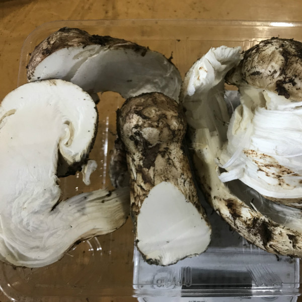 北海道　松茸　300g 訳あり③ 北海道松茸300g 訳あり