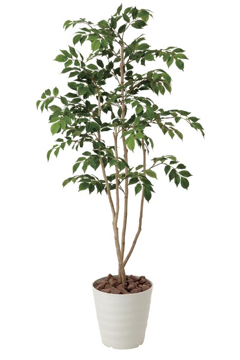 楽天市場】光触媒 光の楽園 マウンテンアッシュ1.6m インテリア